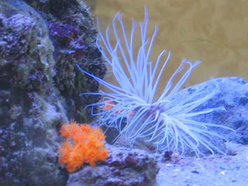 Acquario marino cerianthus anthias stella marina spirografo paguro scorfano anemone  invertebrati marini
